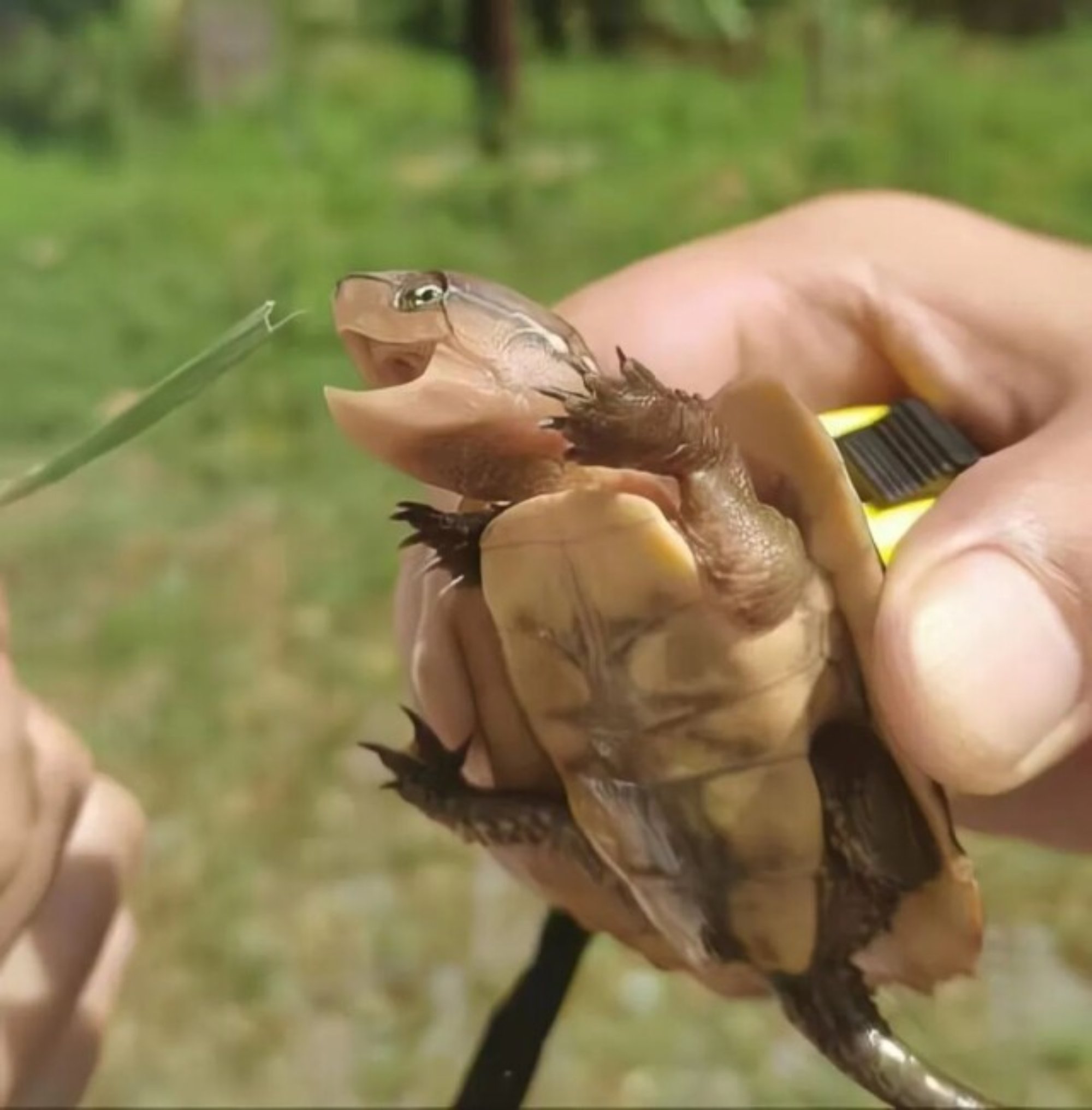  黑料不打烊
