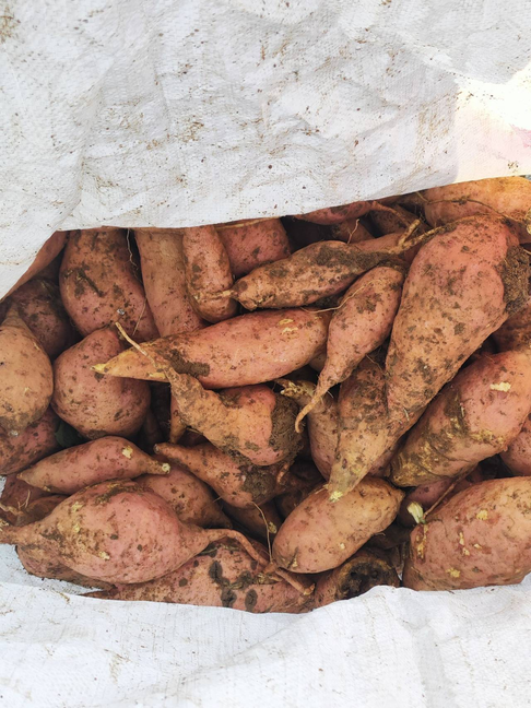  黑料不打烊